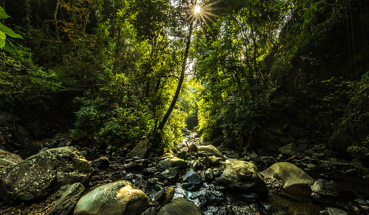 Sunlight penetrating the jungle -crtsy Devendra Hijam